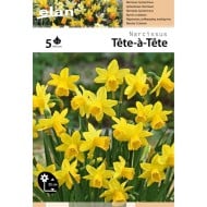 Narcisse Tête à Tête - Lot de 5 bulbes, calibre 10/12