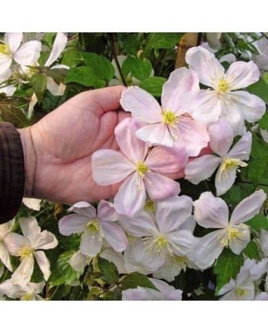 Clématite montana Giant Star® 'Gistar'