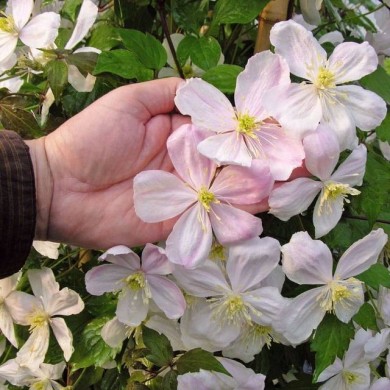 Clématite montana Giant Star® 'Gistar'