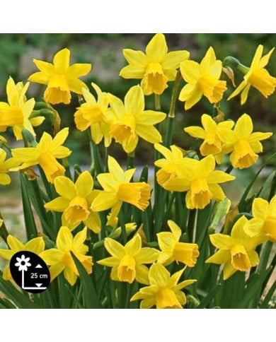 Narcisse Tête à Tête - Lot de 5 bulbes, calibre 10/12