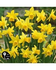 Narcisse Tête à Tête - Lot de 5 bulbes, calibre 10/12