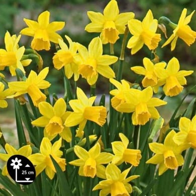 Narcisse Tête à Tête - Lot de 5 bulbes, calibre 10/12