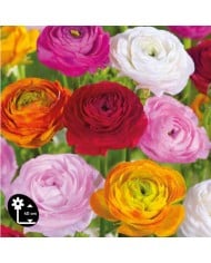 Renoncules en mélange - lot de 10