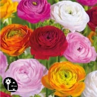 Renoncules en mélange - lot de 10