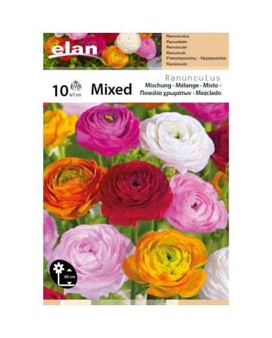 Renoncules en mélange - lot de 10