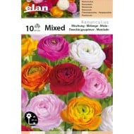 Renoncules en mélange - lot de 10