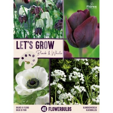 Let's Grow - Noir & Blanc - lot de 40 bulbes
