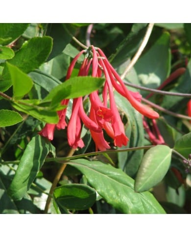Chèvrefeuille 'Cedar Lane' - Copyright Peganum