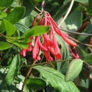 Chèvrefeuille 'Cedar Lane' - Copyright Peganum