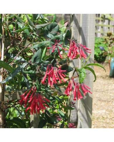 Chèvrefeuille 'Cedar Lane' - Copyright Peganum
