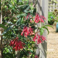 Chèvrefeuille 'Cedar Lane' - Copyright Peganum