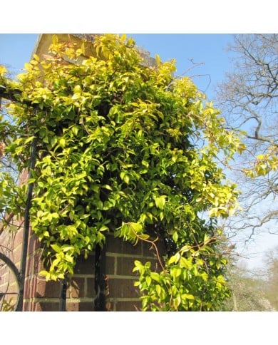 Trachelospermum jasminoïdes Golden Memories® - Leonora (Ellie) Enking