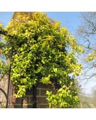Trachelospermum jasminoïdes Golden Memories® - Leonora (Ellie) Enking