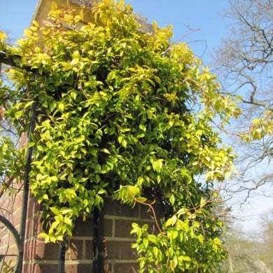 Trachelospermum jasminoïdes Golden Memories® - Leonora (Ellie) Enking