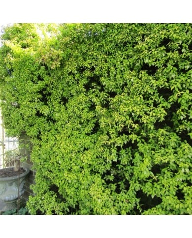 Trachelospermum jasminoïdes Golden Memories® - Leonora (Ellie) Enking