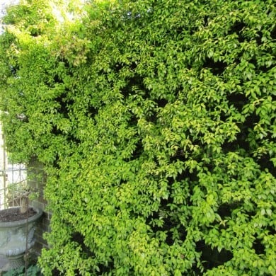Trachelospermum jasminoïdes Golden Memories® - Leonora (Ellie) Enking