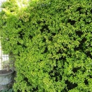 Trachelospermum jasminoïdes Golden Memories® - Leonora (Ellie) Enking