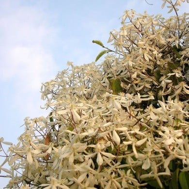 Clématite armandii - D.R. ©Pépinières Travers