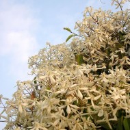 Clématite armandii - D.R. ©Pépinières Travers