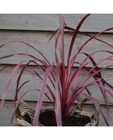 Cordyline 'Paso Doble'