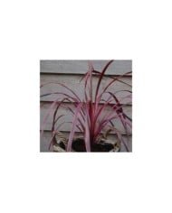 Cordyline 'Paso Doble'