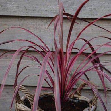 Cordyline 'Paso Doble'