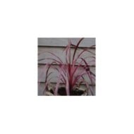 Cordyline 'Paso Doble'