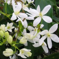 Clématite armandii - D.R. ©Pépinières Travers
