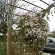 Clématite armandii 'Apple Blossom' - D.R. ©Pépinières Travers