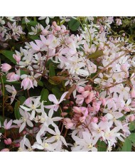 Clématite armandii 'Apple Blossom' - D.R. ©Pépinières Travers