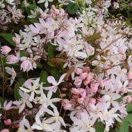 Clématite armandii 'Apple Blossom' - D.R. ©Pépinières Travers