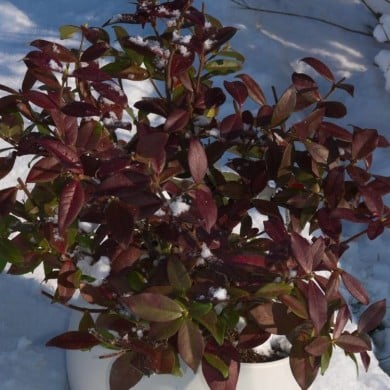 Jasmin étoilé Winter Ruby® 'Trared' - D.R. ©Pépinières Travers