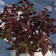 Jasmin étoilé Winter Ruby® 'Trared' - D.R. ©Pépinières Travers