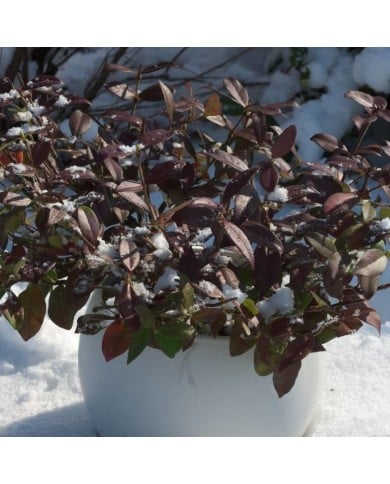 Jasmin étoilé Winter Ruby® 'Trared' - D.R. ©Pépinières Travers