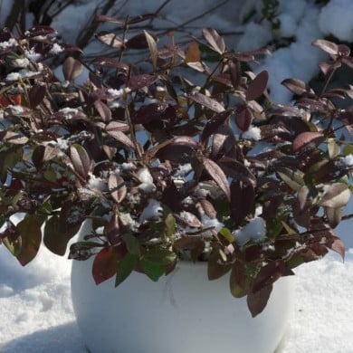 Jasmin étoilé Winter Ruby® 'Trared' - D.R. ©Pépinières Travers