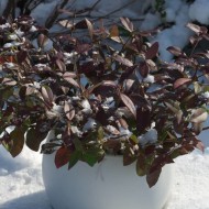 Jasmin étoilé Winter Ruby® 'Trared' - D.R. ©Pépinières Travers