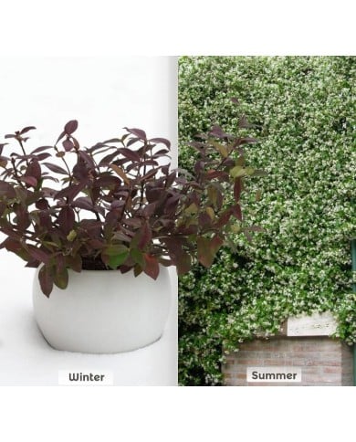 Jasmin étoilé Winter Ruby® 'Trared' - D.R. ©Pépinières Travers
