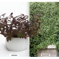Jasmin étoilé Winter Ruby® 'Trared' - D.R. ©Pépinières Travers
