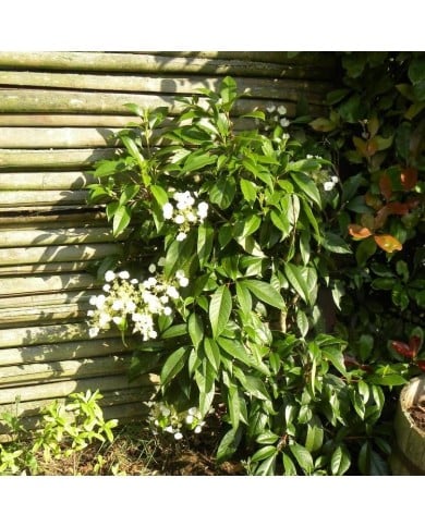 Hortensia grimpant Seemanii - D.R. ©Pépinières Travers