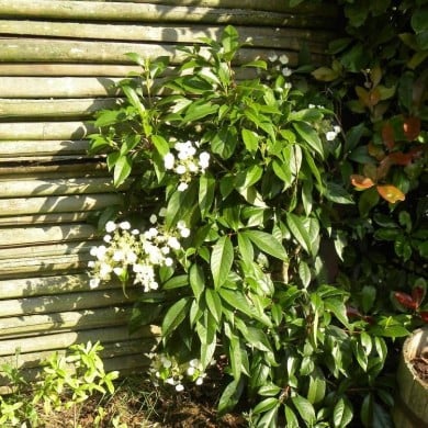 Hortensia grimpant Seemanii - D.R. ©Pépinières Travers
