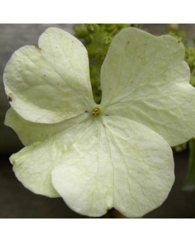 Hortensia grimpant Seemanii - D.R. ©Pépinières Travers