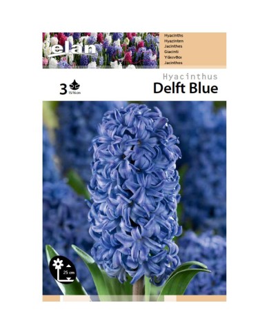 Jacinthe Delft Blue - lot de 3 bulbes