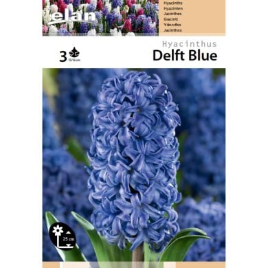 Jacinthe Delft Blue - lot de 3 bulbes