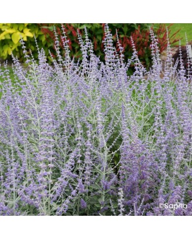 Perovskia 'Silvery Blue'
