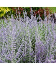 Perovskia 'Silvery Blue'