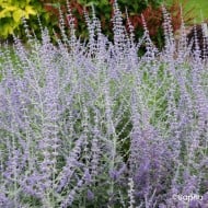 Perovskia 'Silvery Blue'