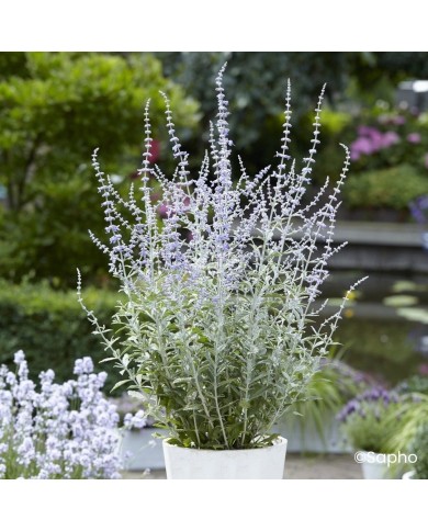 Perovskia 'Silvery Blue'