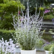 Perovskia 'Silvery Blue'