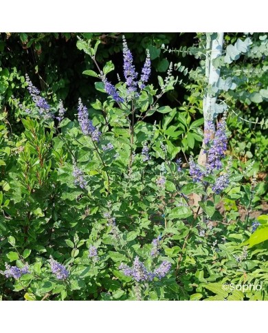 Gatilier Chicagoland Blues 'Daniel Searle' - Vitex
