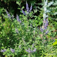 Gatilier Chicagoland Blues 'Daniel Searle' - Vitex
